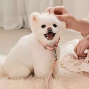 Dog Collar Leather Hand Holding Rope Dog Leash Collar Pet Small And Medium Size